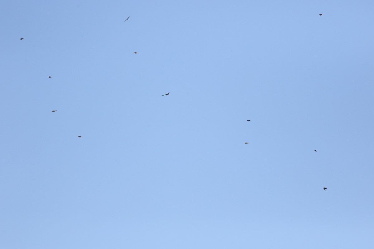 American Pipit - ML645817725