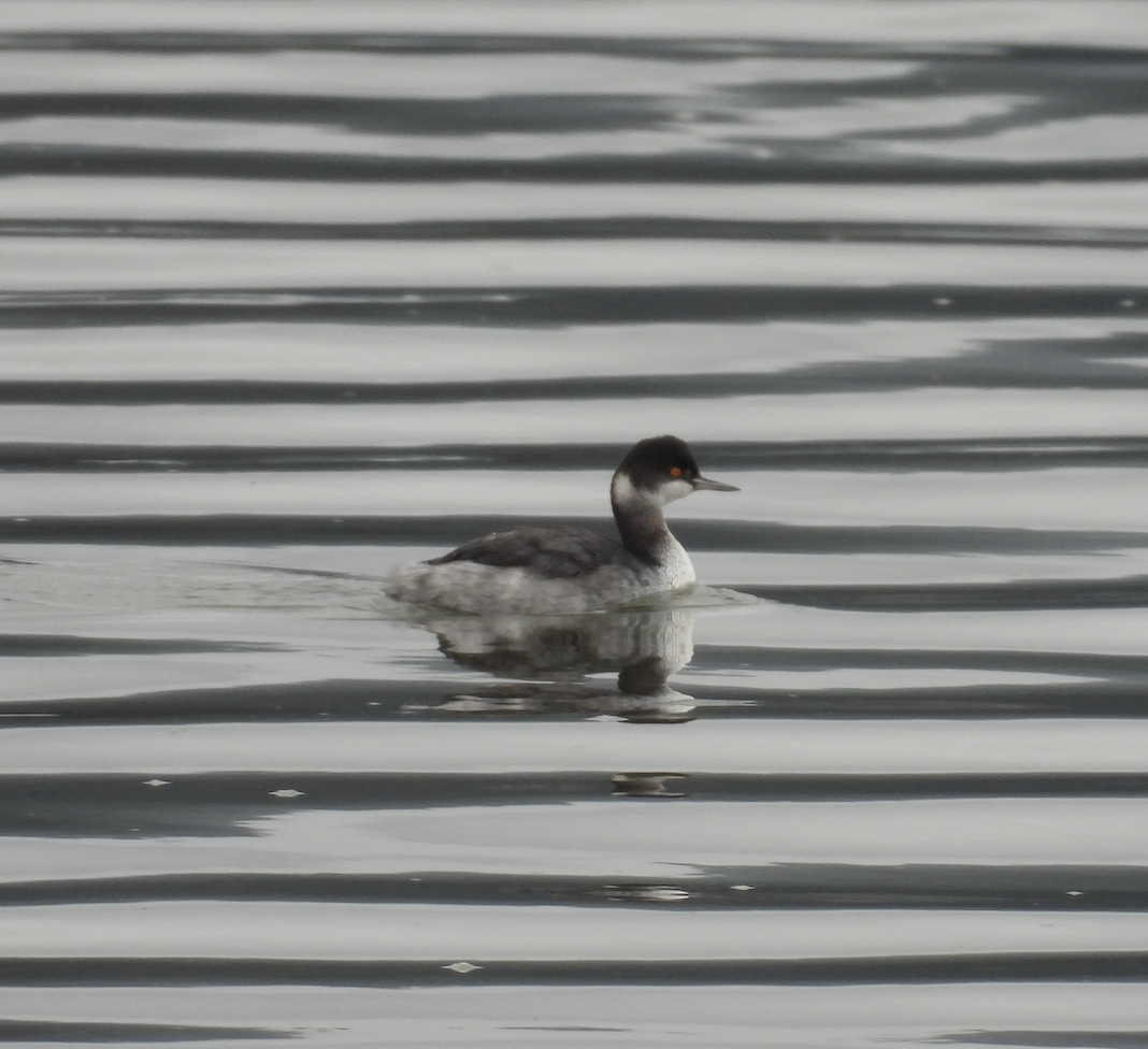 Eared Grebe - ML645817731