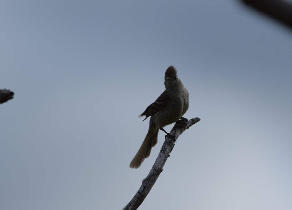 Желтобрюхая эления - ML645817736