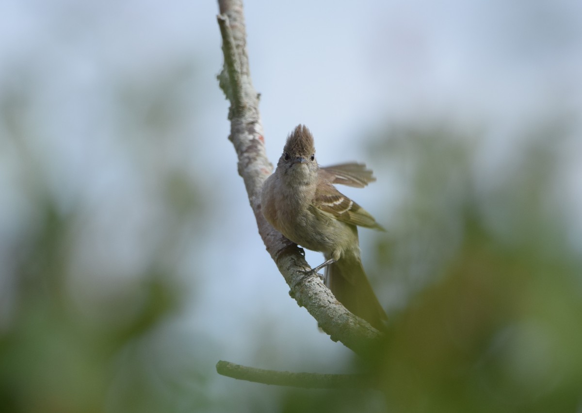 Желтобрюхая эления - ML645817737