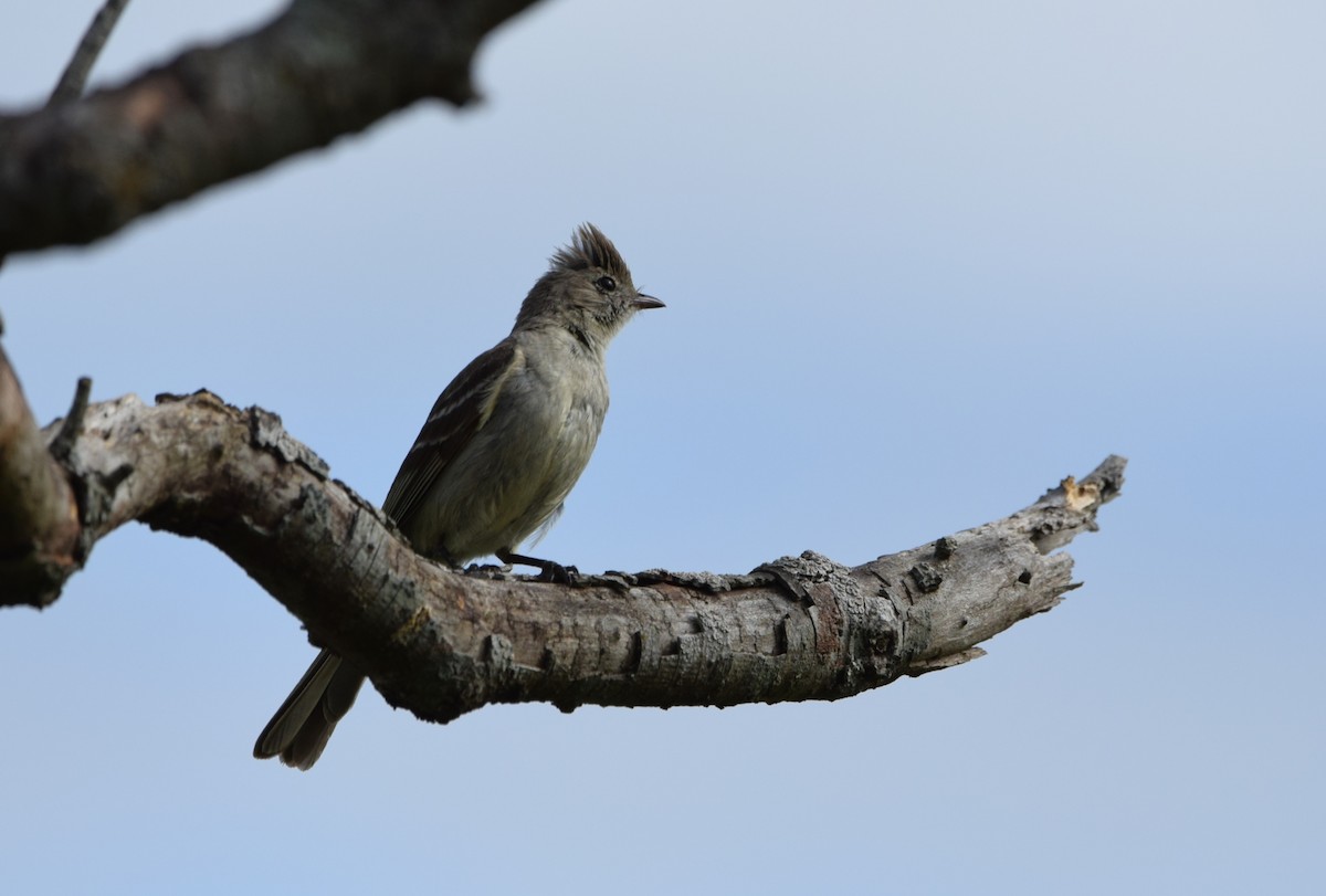 Желтобрюхая эления - ML645817738