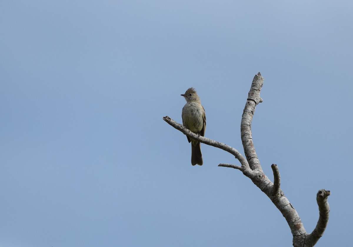 Желтобрюхая эления - ML645817739