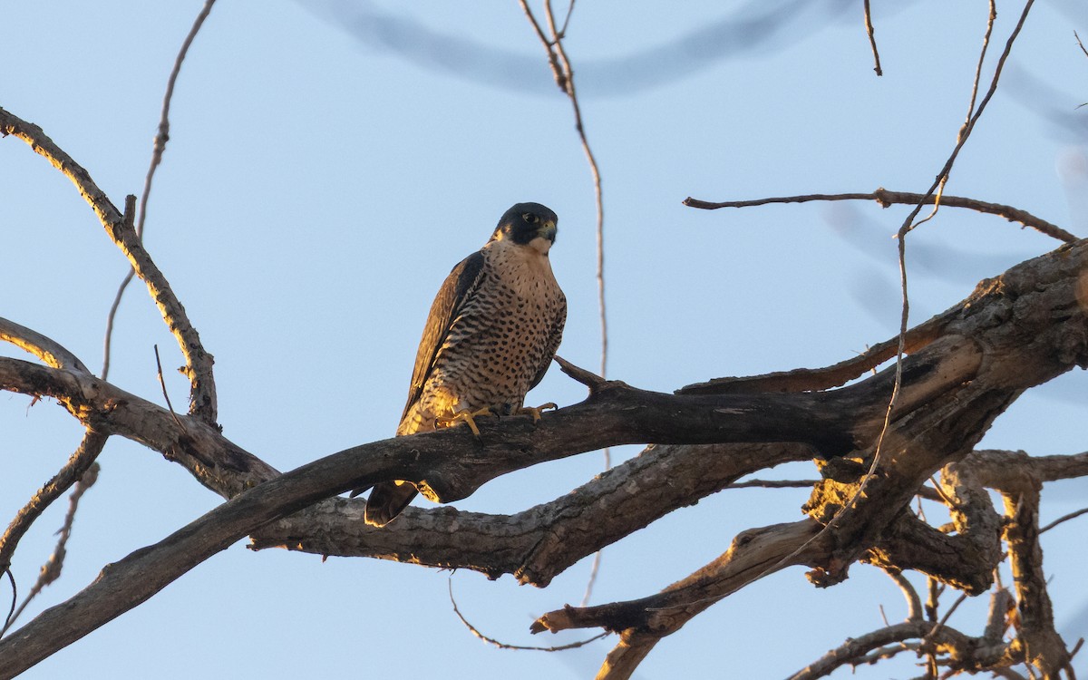 Peregrine Falcon - ML645817740