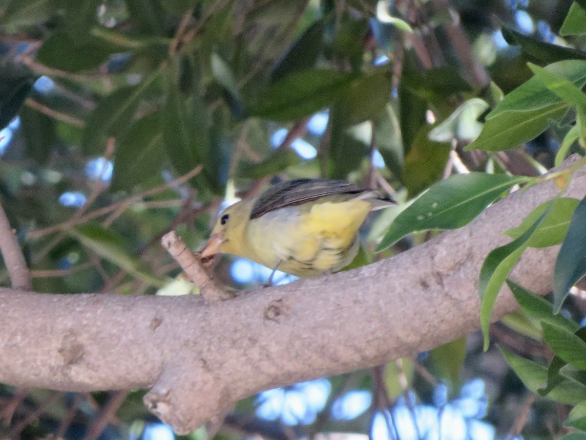 Scarlet Tanager - ML645817743