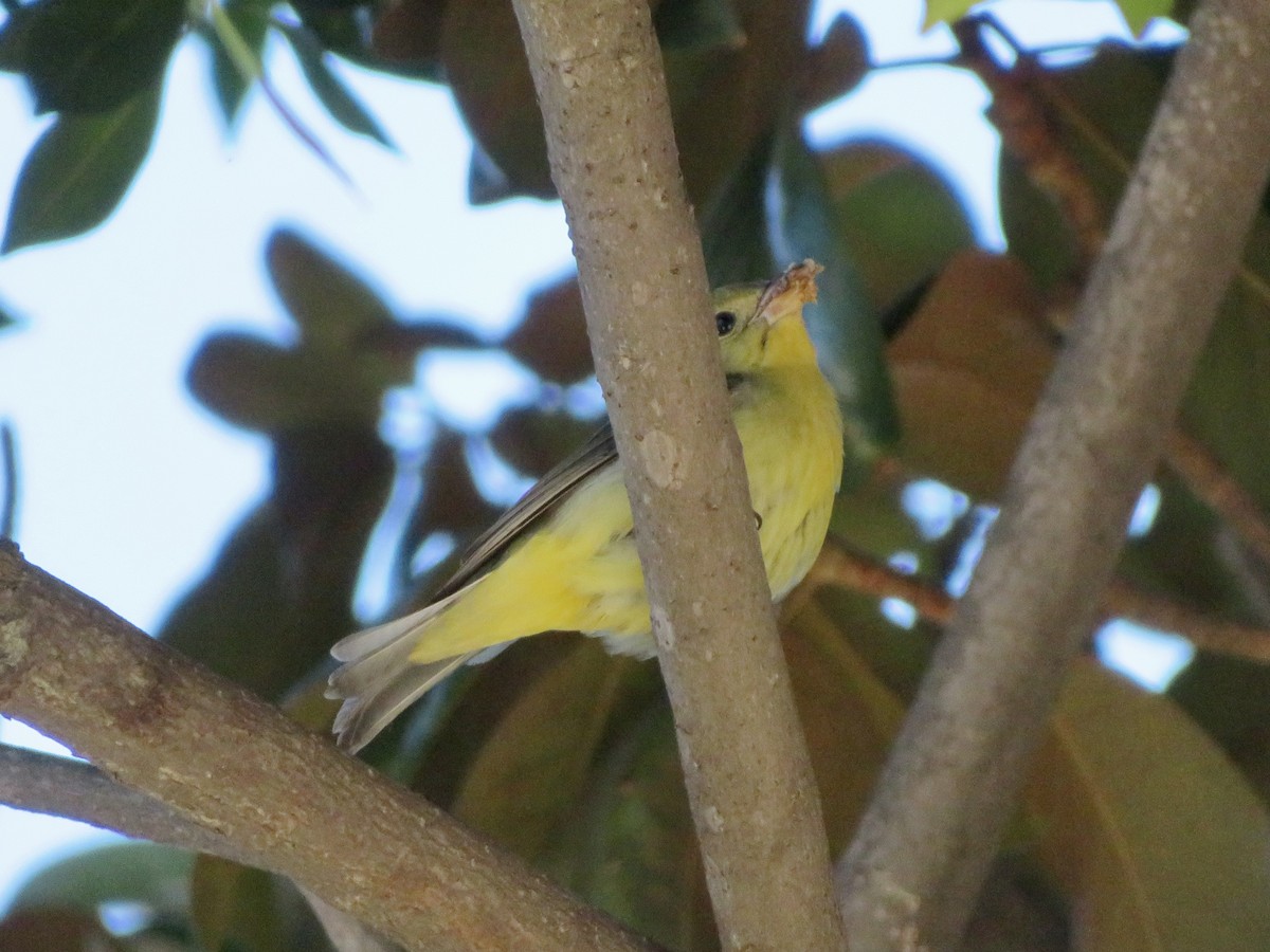 Scarlet Tanager - ML645817744