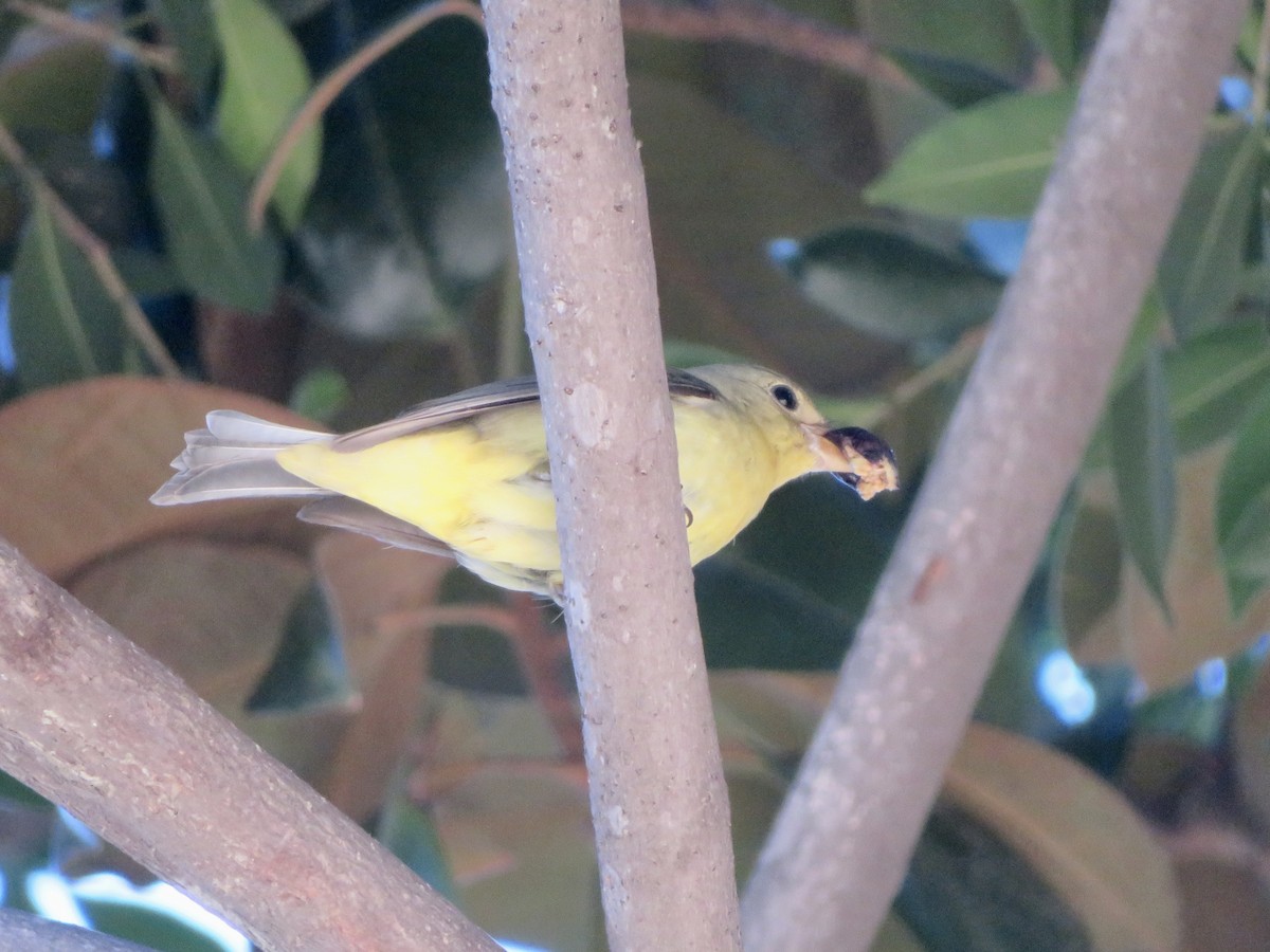 Scarlet Tanager - ML645817745