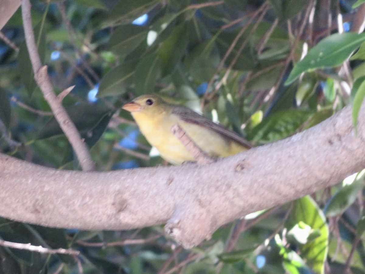 Scarlet Tanager - ML645817746