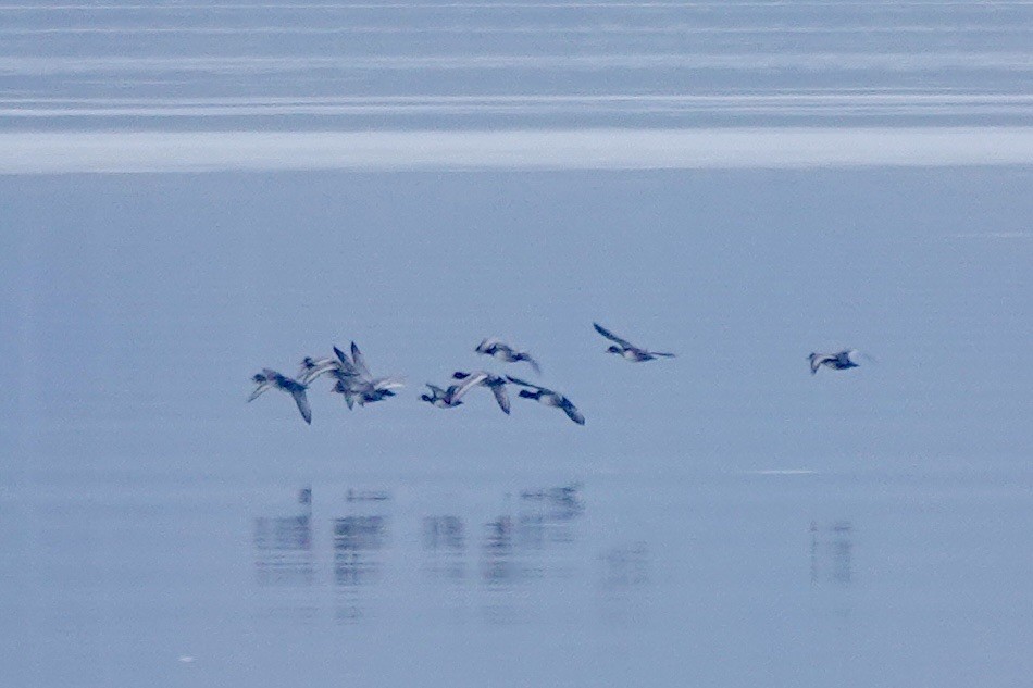 anatidé sp. (canard sp.) - ML645817747