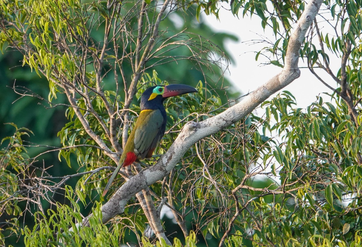 Guianan Toucanet - ML645817752