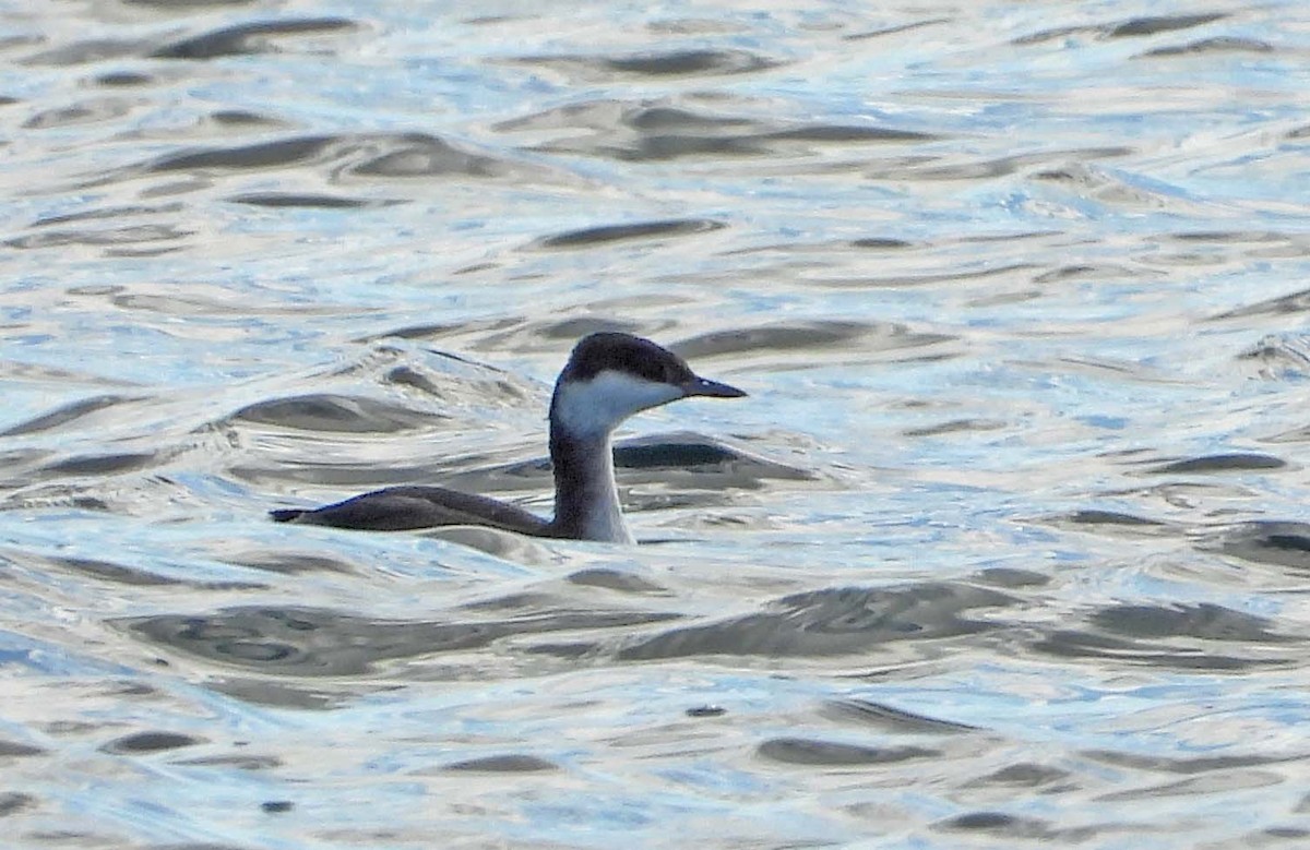 Txilinporta urrebelarria - ML645817759