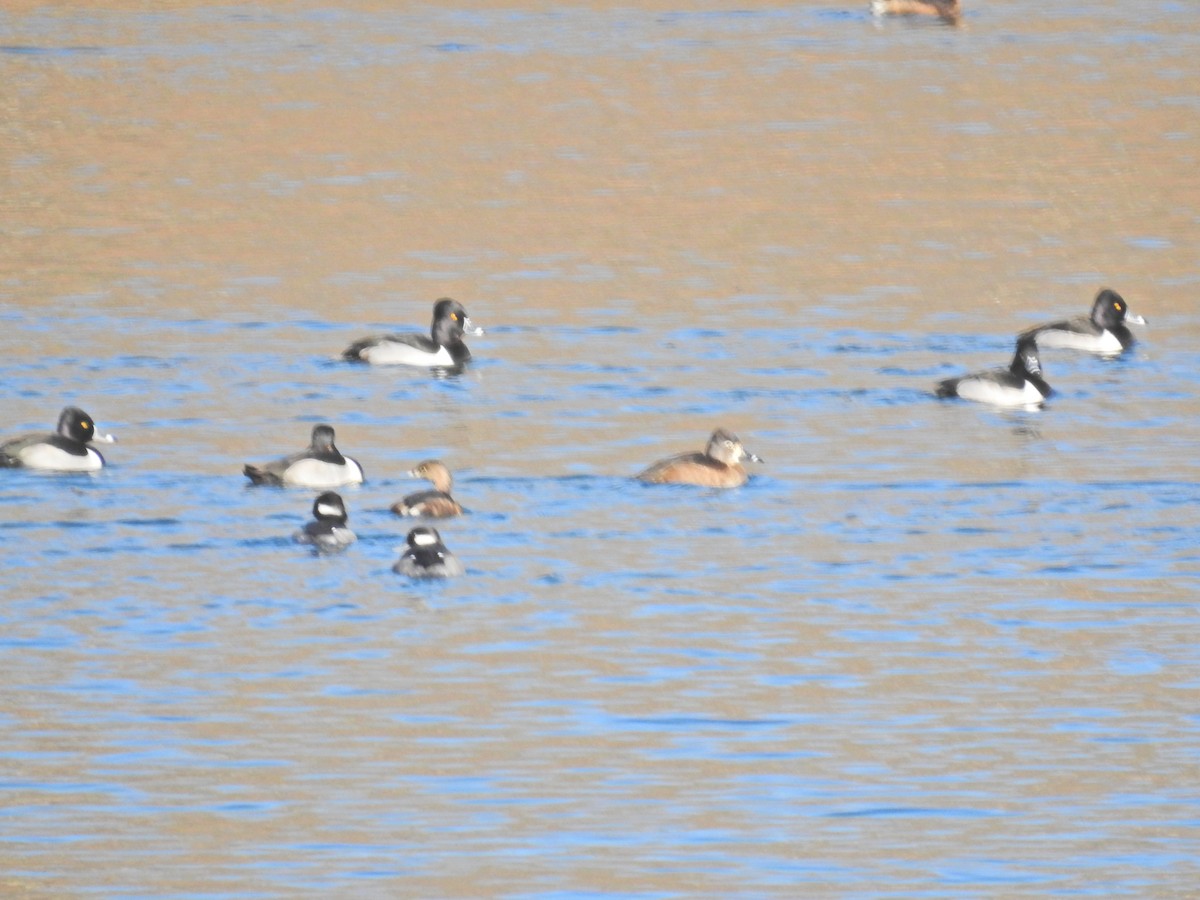 Pied-billed Grebe - ML645817762