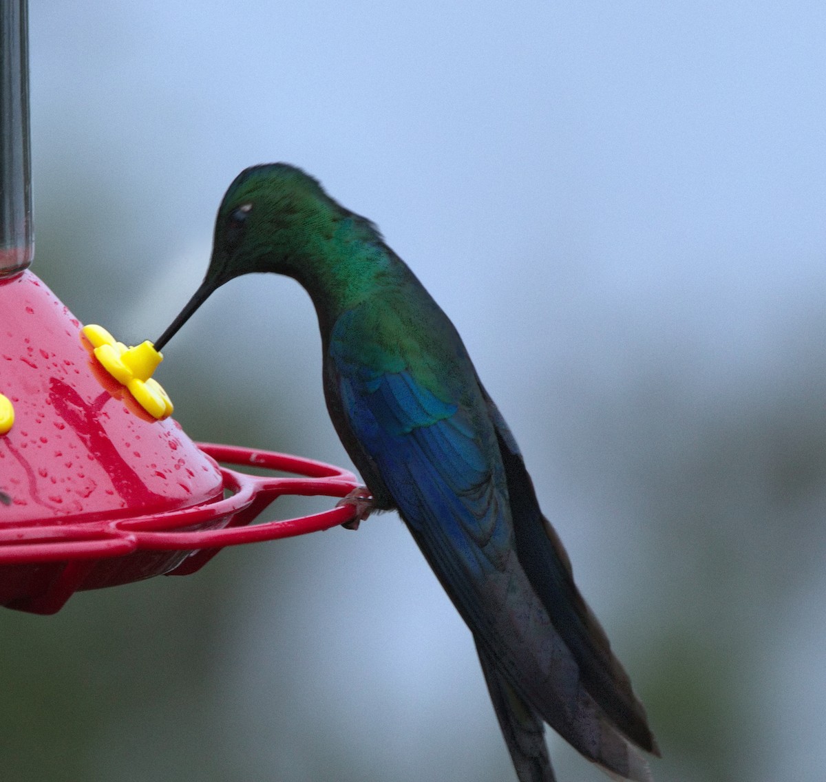 Great Sapphirewing - ML645817768