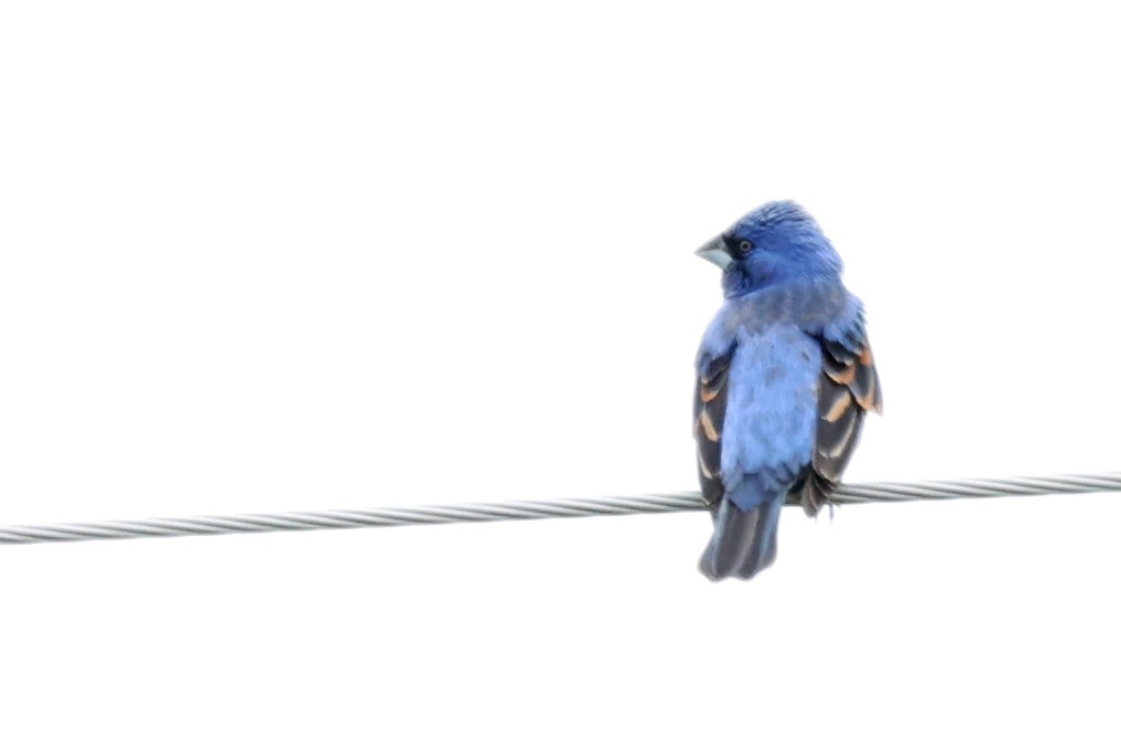 Blue Grosbeak - ML645817778