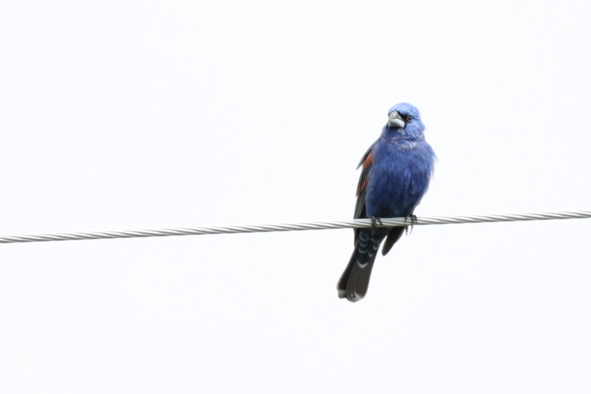 Blue Grosbeak - ML645817779