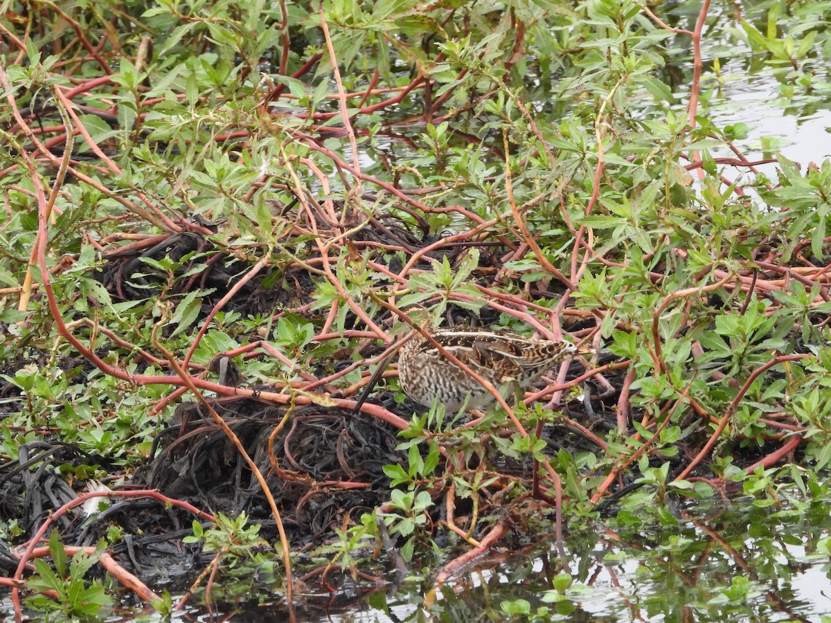 Wilson's Snipe - ML645817782