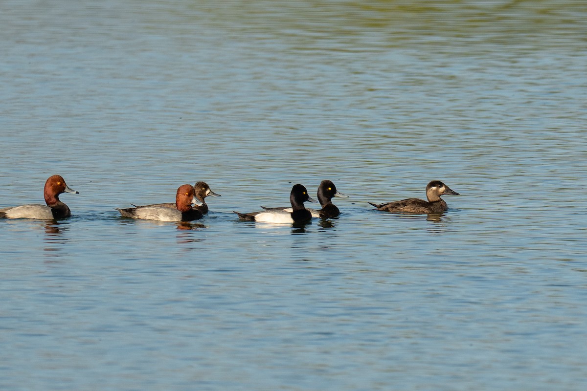 Surf Scoter - ML645817787