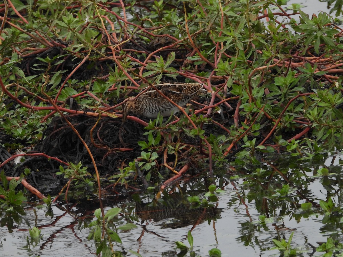 Wilson's Snipe - ML645817788