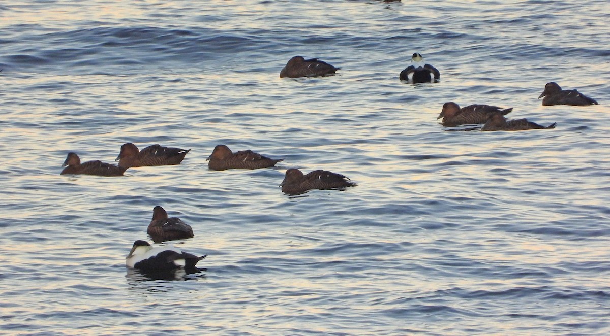 eBird Checklist - 24 Nov 2025 - Halibut Point SP - 5 species