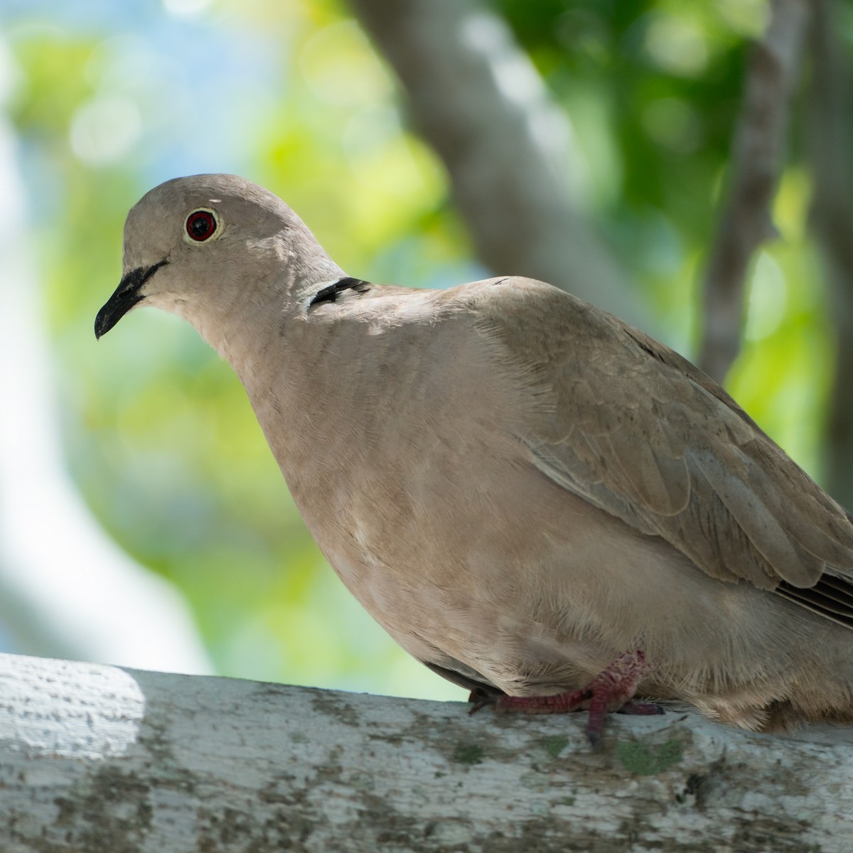 Eurasian Collared-Dove - ML645817792