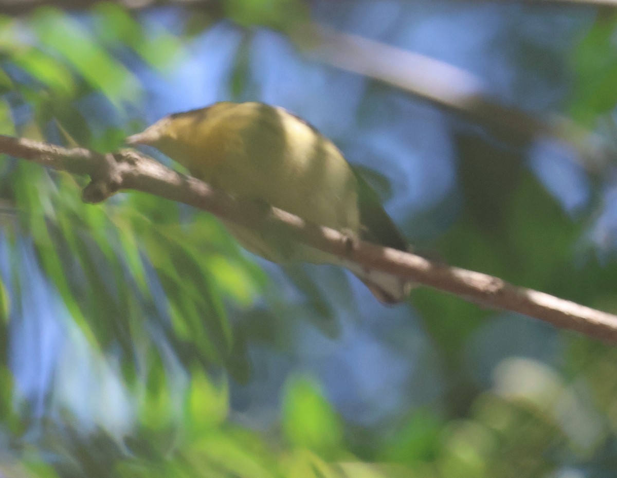 Blackburnian Warbler - ML645817803