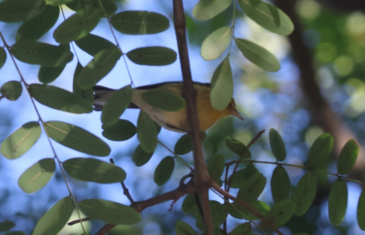 Blackburnian Warbler - ML645817804