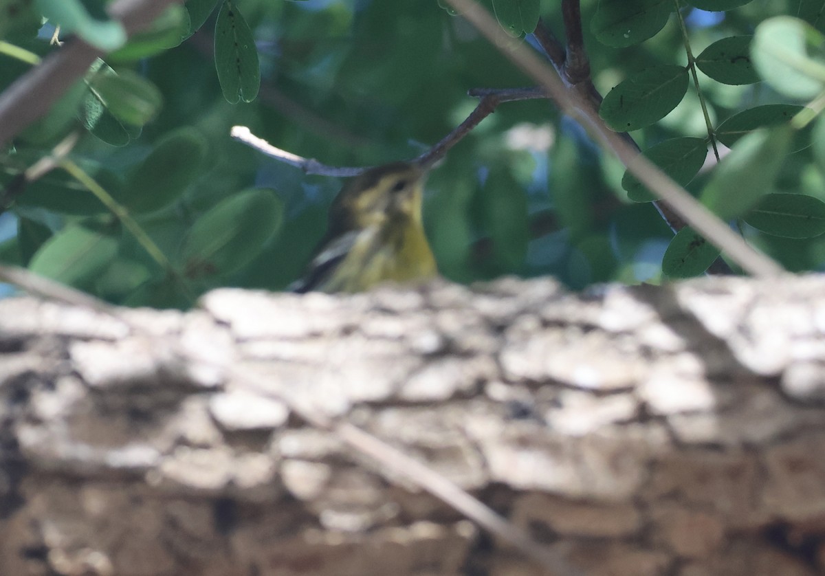 Blackburnian Warbler - ML645817805