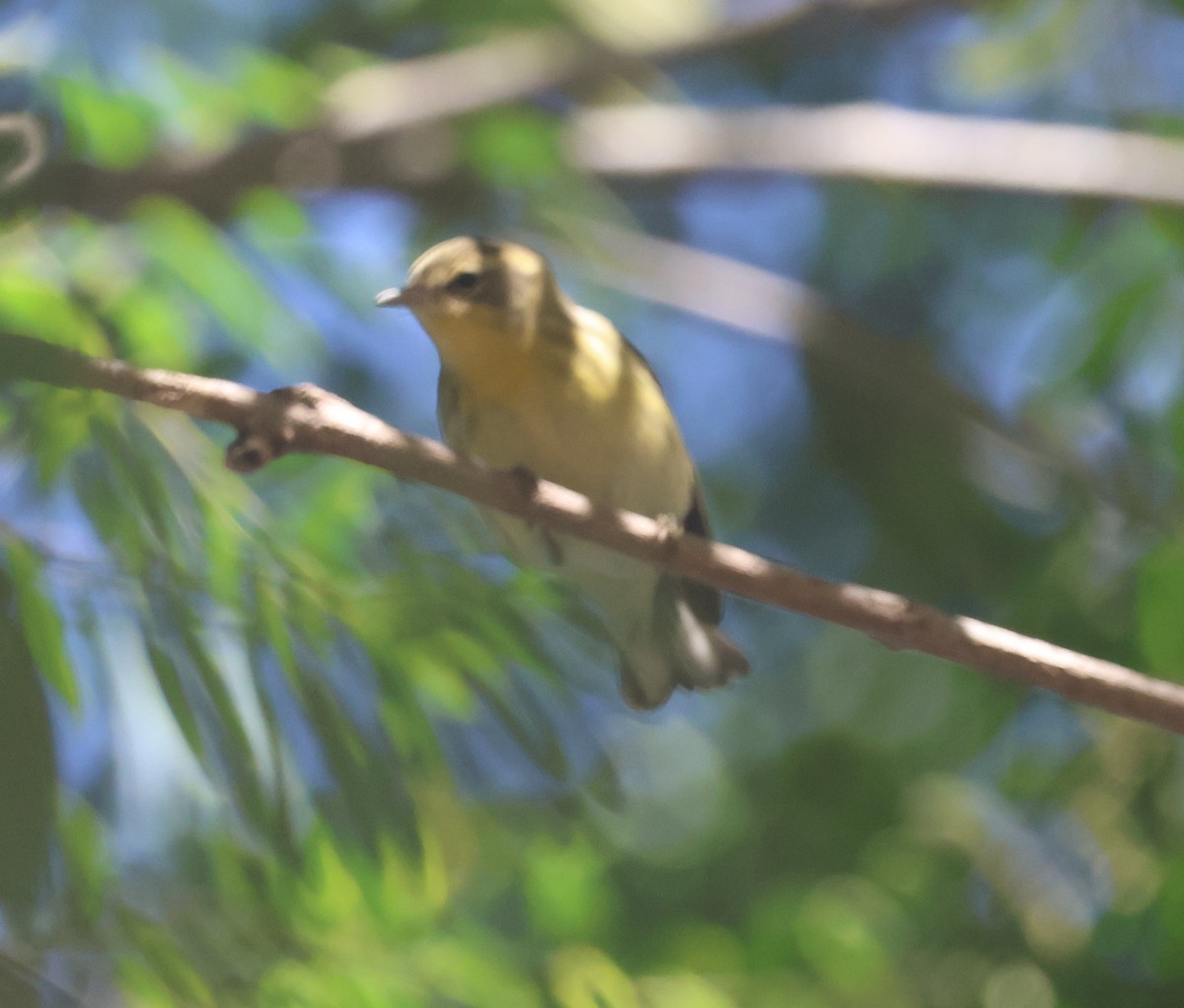 Blackburnian Warbler - ML645817806