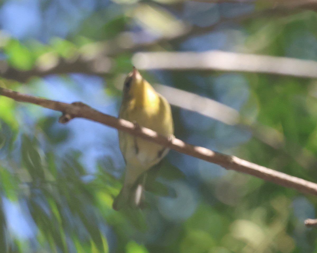 Blackburnian Warbler - ML645817808