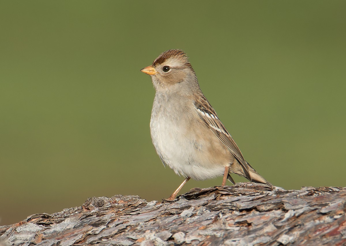 White-crowned Sparrow - ML645817810