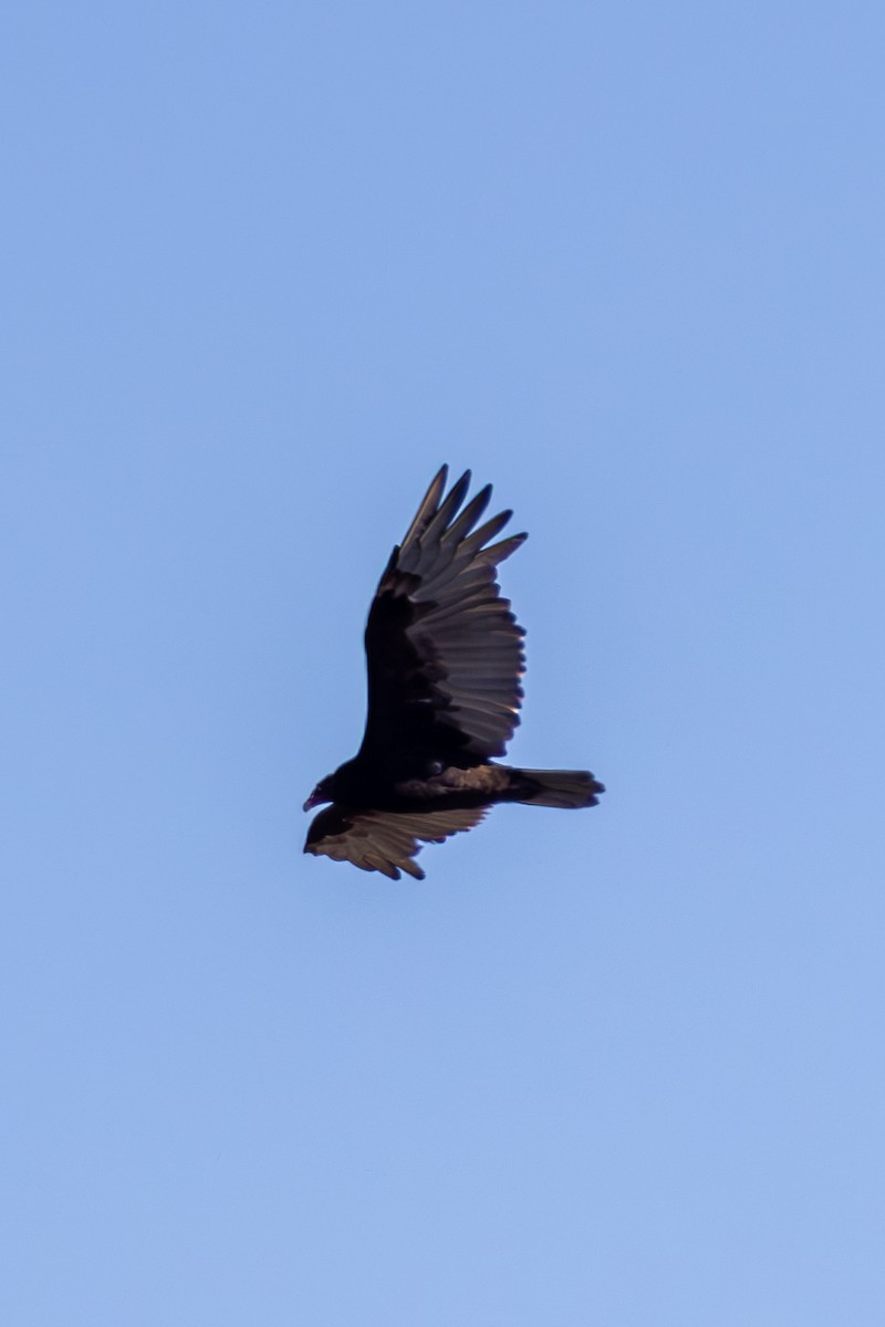 Turkey Vulture - ML645817811