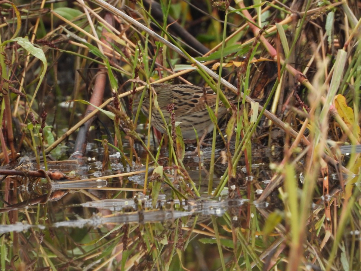 strnadec pruhohlavý - ML645817839