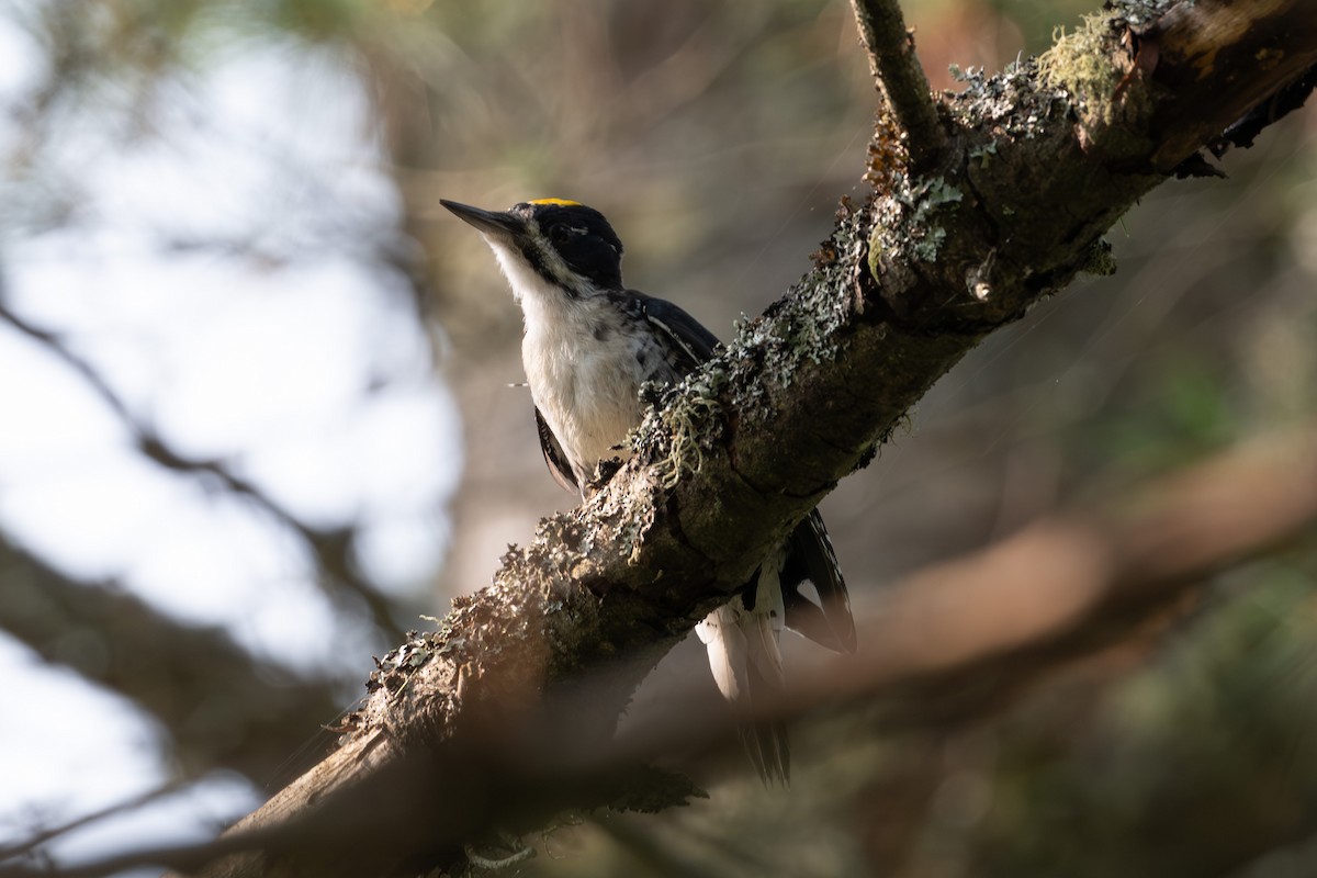 svartryggspett - ML645817842