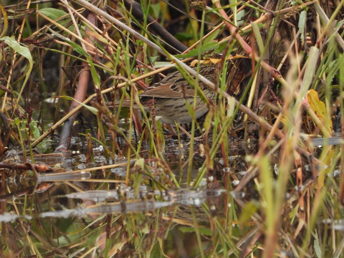 strnadec pruhohlavý - ML645817849