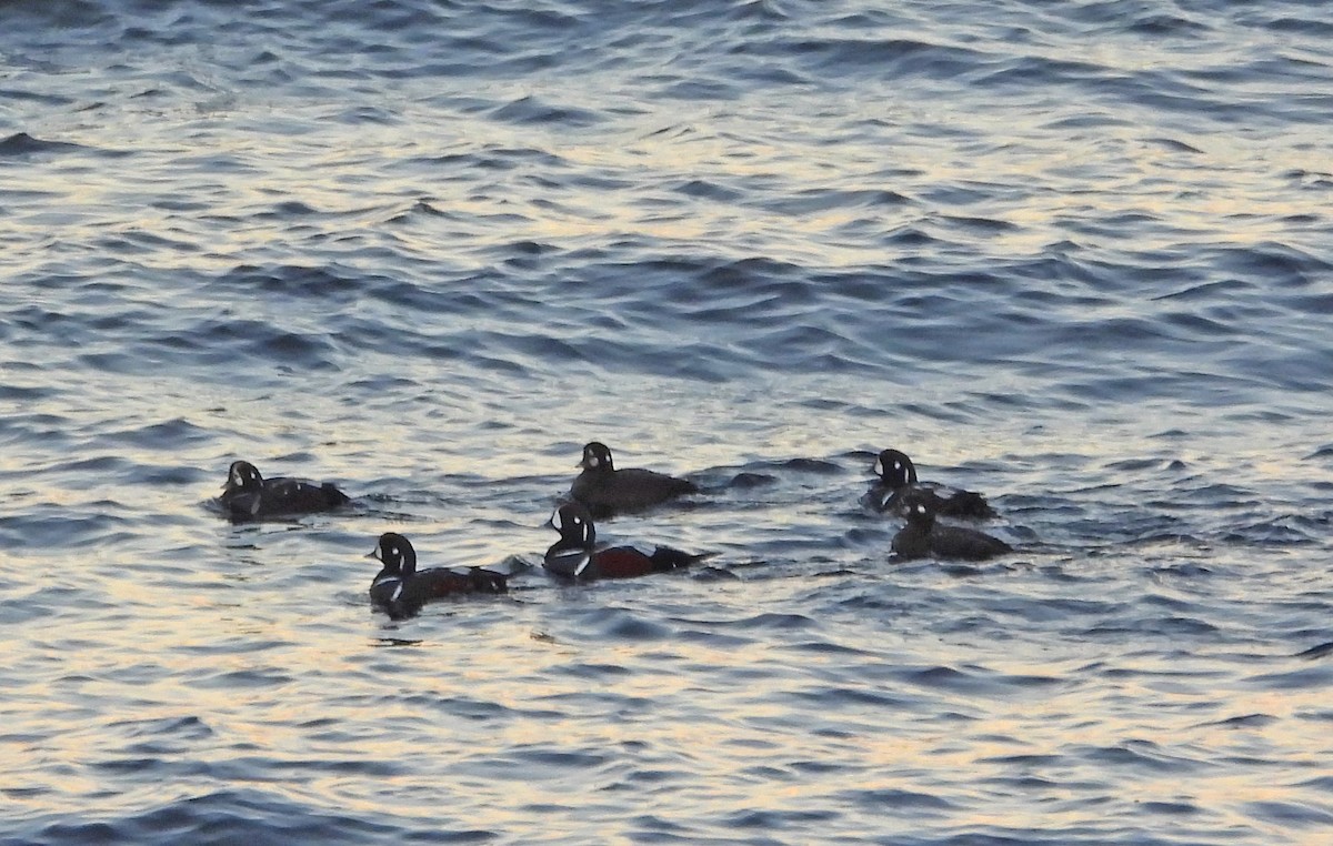Harlequin Duck - ML645817861