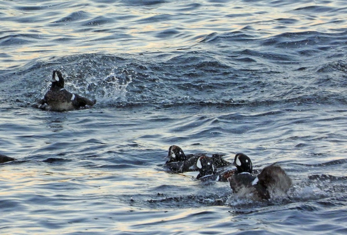 Harlequin Duck - ML645817863