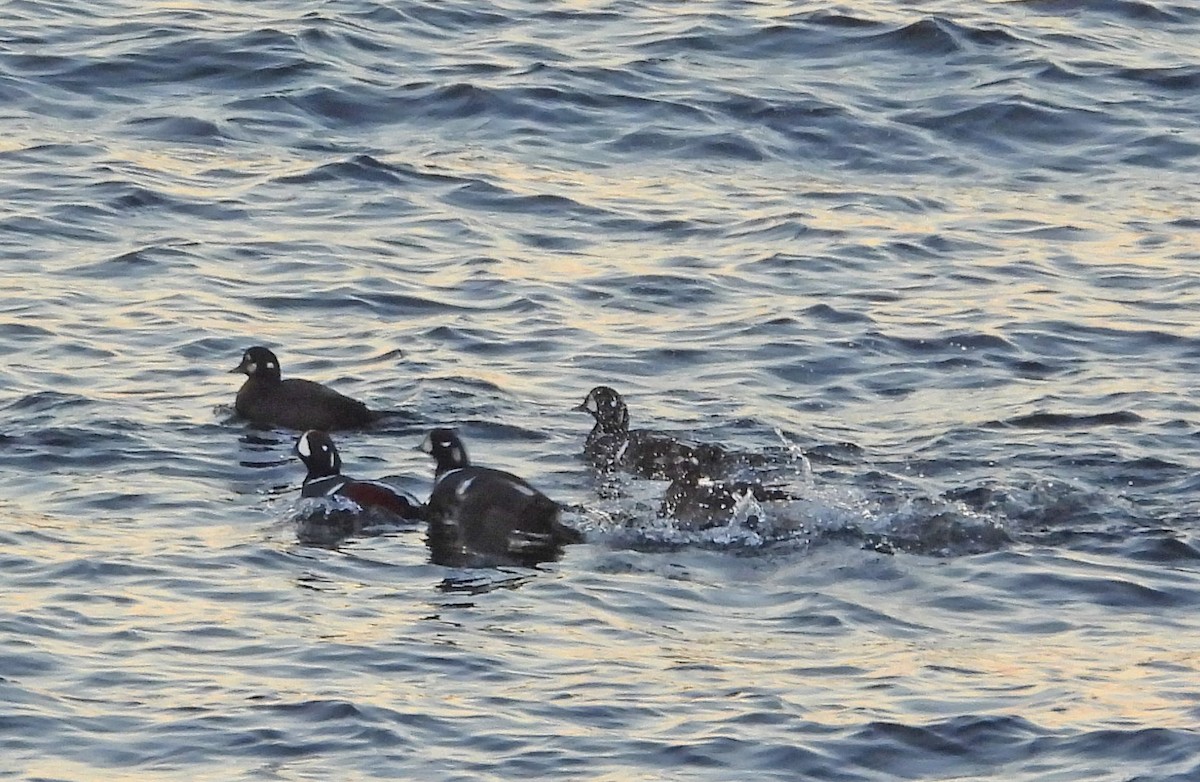 Harlequin Duck - ML645817864
