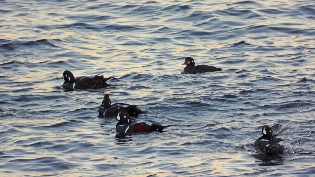 Harlequin Duck - ML645817865
