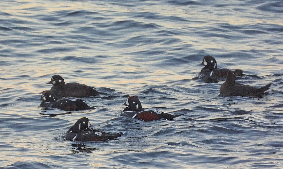 Harlequin Duck - ML645817866