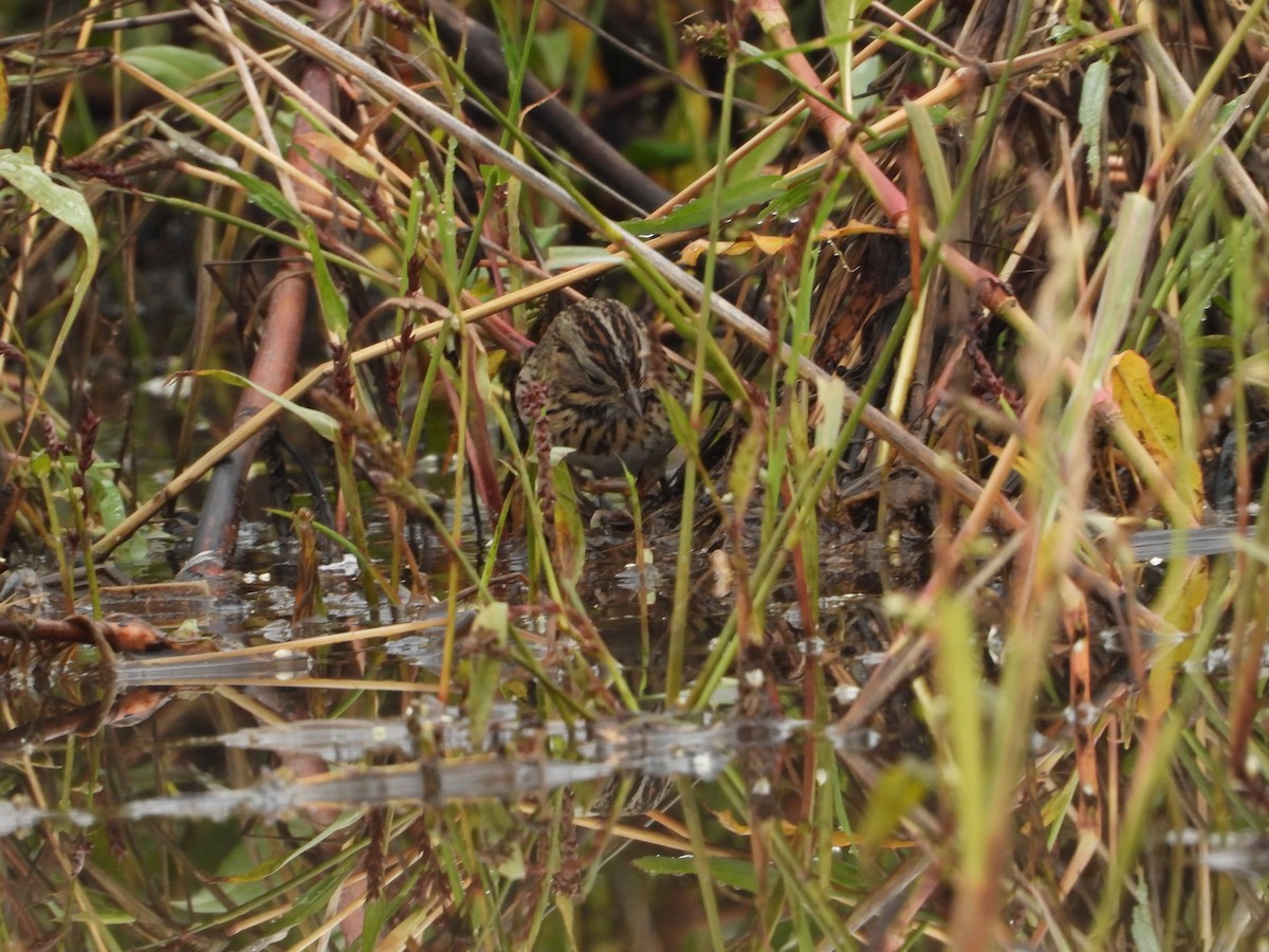 strnadec pruhohlavý - ML645817867