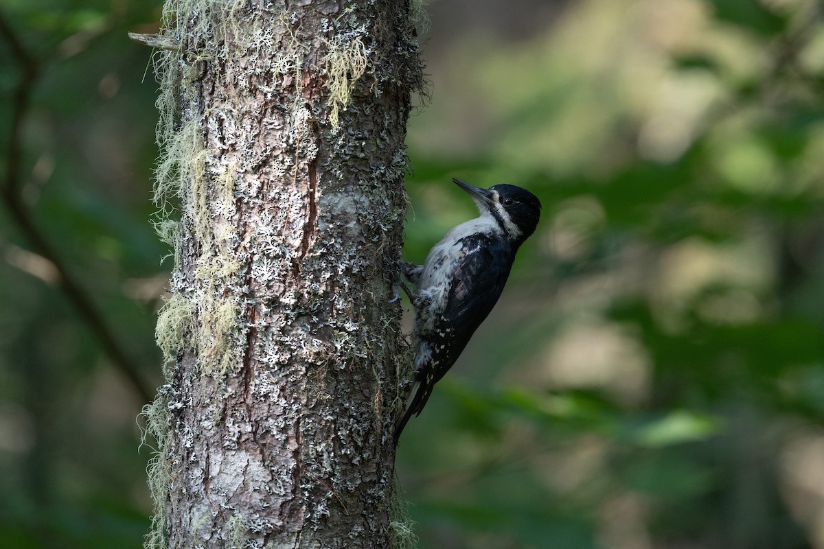 svartryggspett - ML645817869