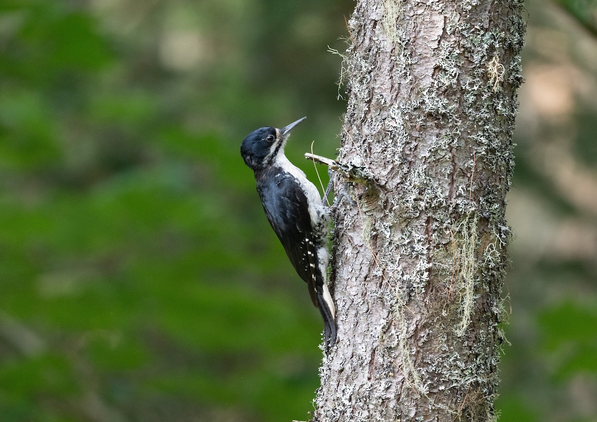 svartryggspett - ML645817872