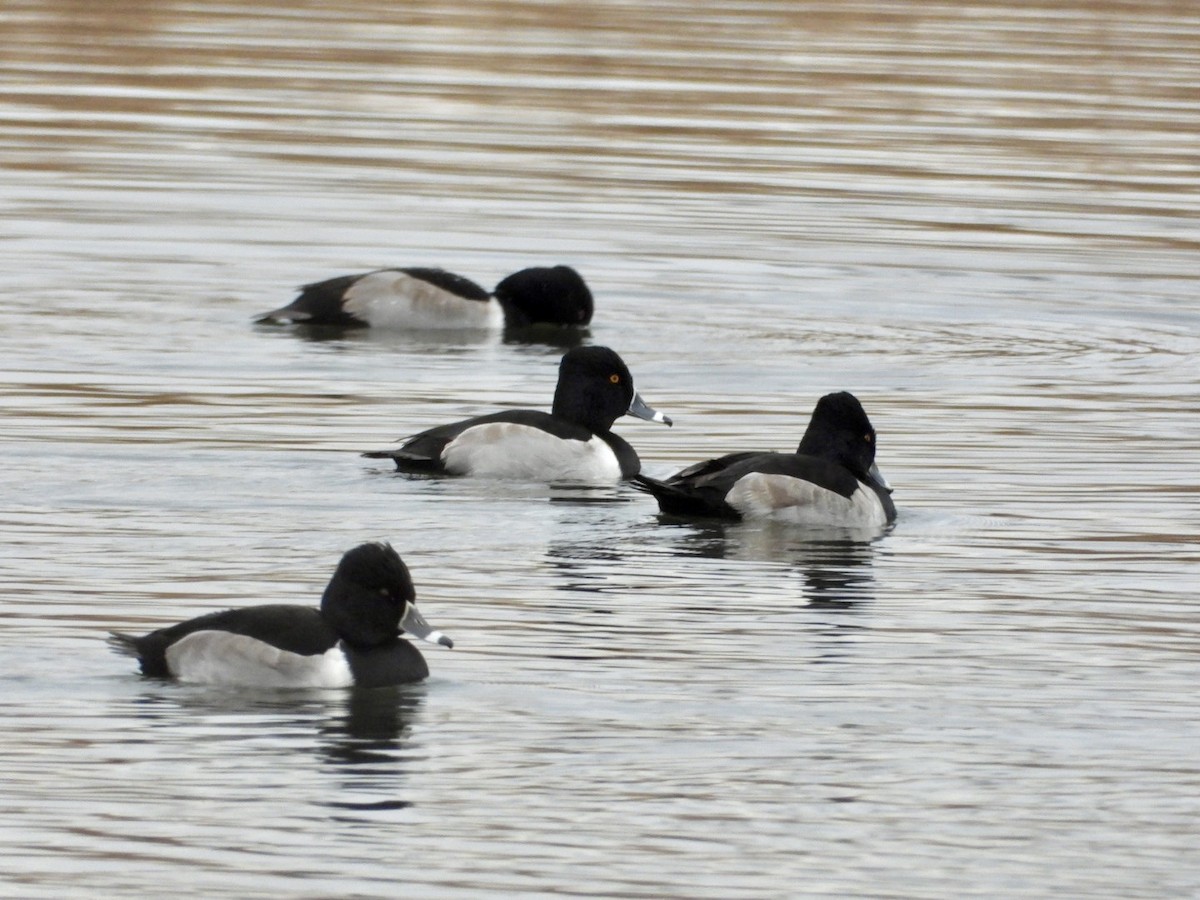 Moretta dal collare - ML645817873