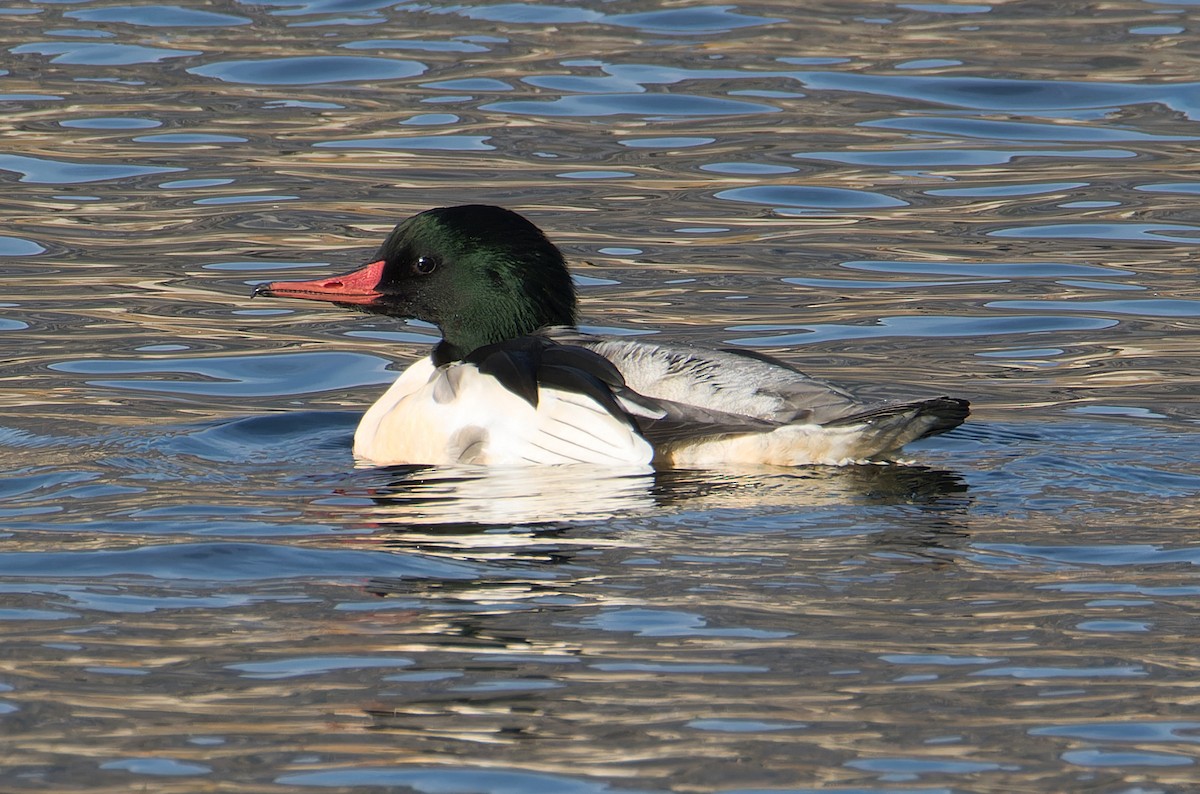 Common Merganser - ML645817874