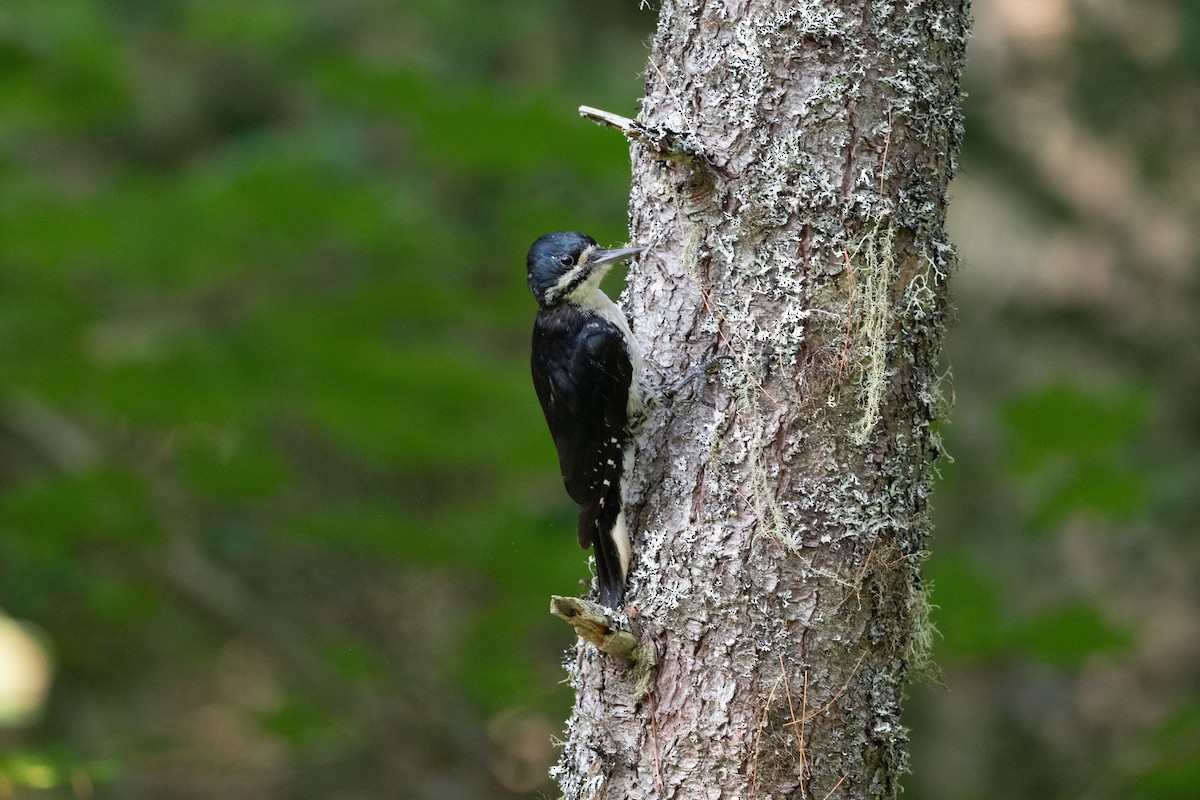 svartryggspett - ML645817876