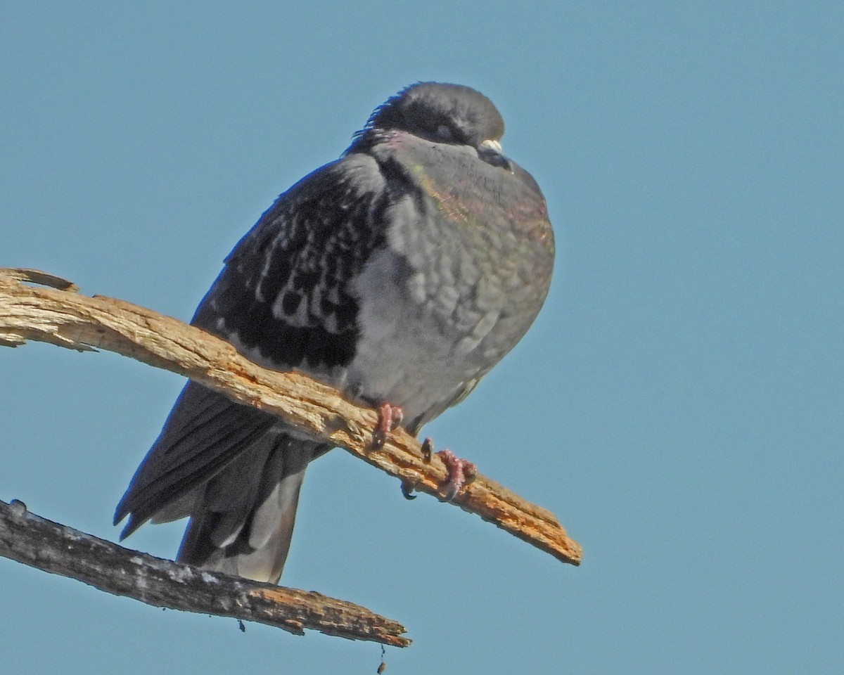 Rock Pigeon (Feral Pigeon) - ML645817883