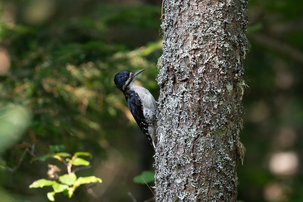 svartryggspett - ML645817885