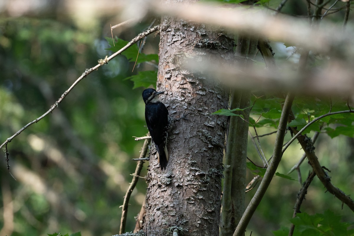 svartryggspett - ML645817887