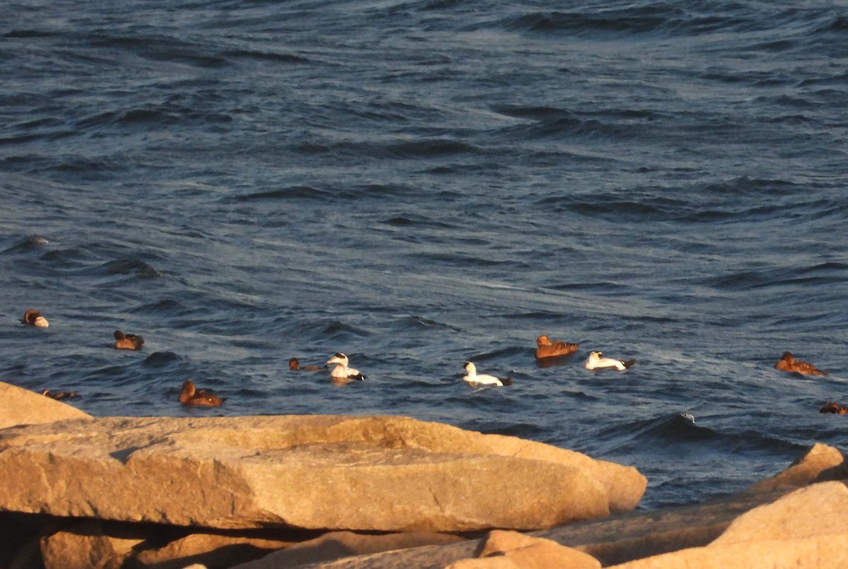 Common Eider - ML645817892