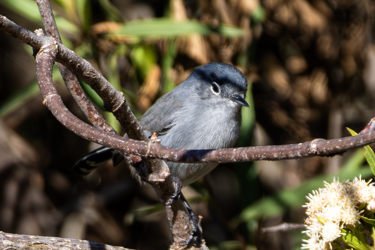California Gnatcatcher - ML645817895