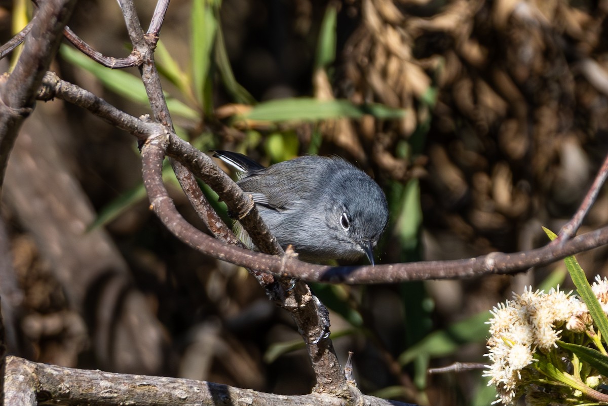 California Gnatcatcher - ML645817896